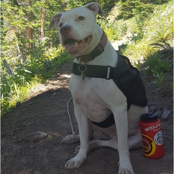 Dog Pack - Picture 3 of 14